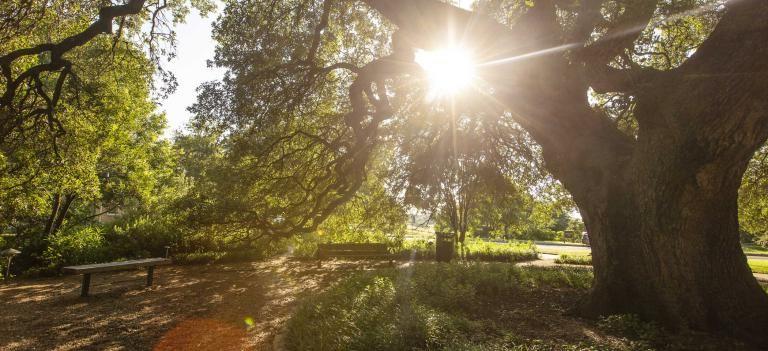 Sunlight creates a lens flare and shines through the tree branches of Sorin Oak.